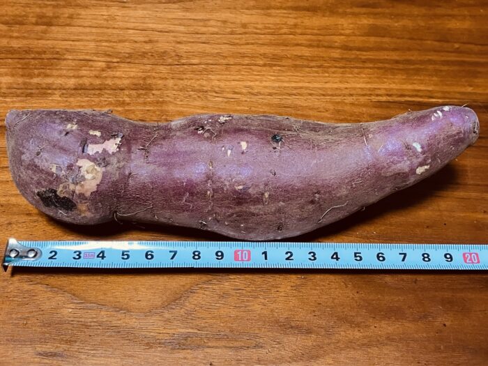 長さを計測(約20cm)