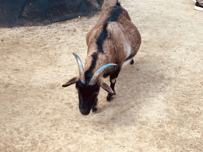 大崎公園のヤギ