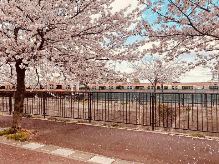 公園前の桜並木