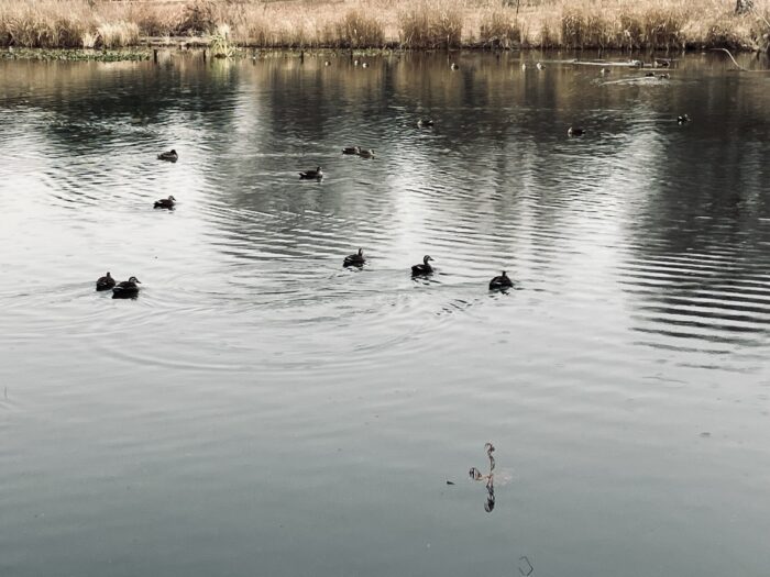 池を泳ぐカモ