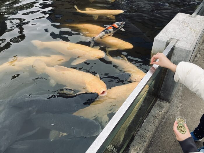 鯉に餌やりしてる風景