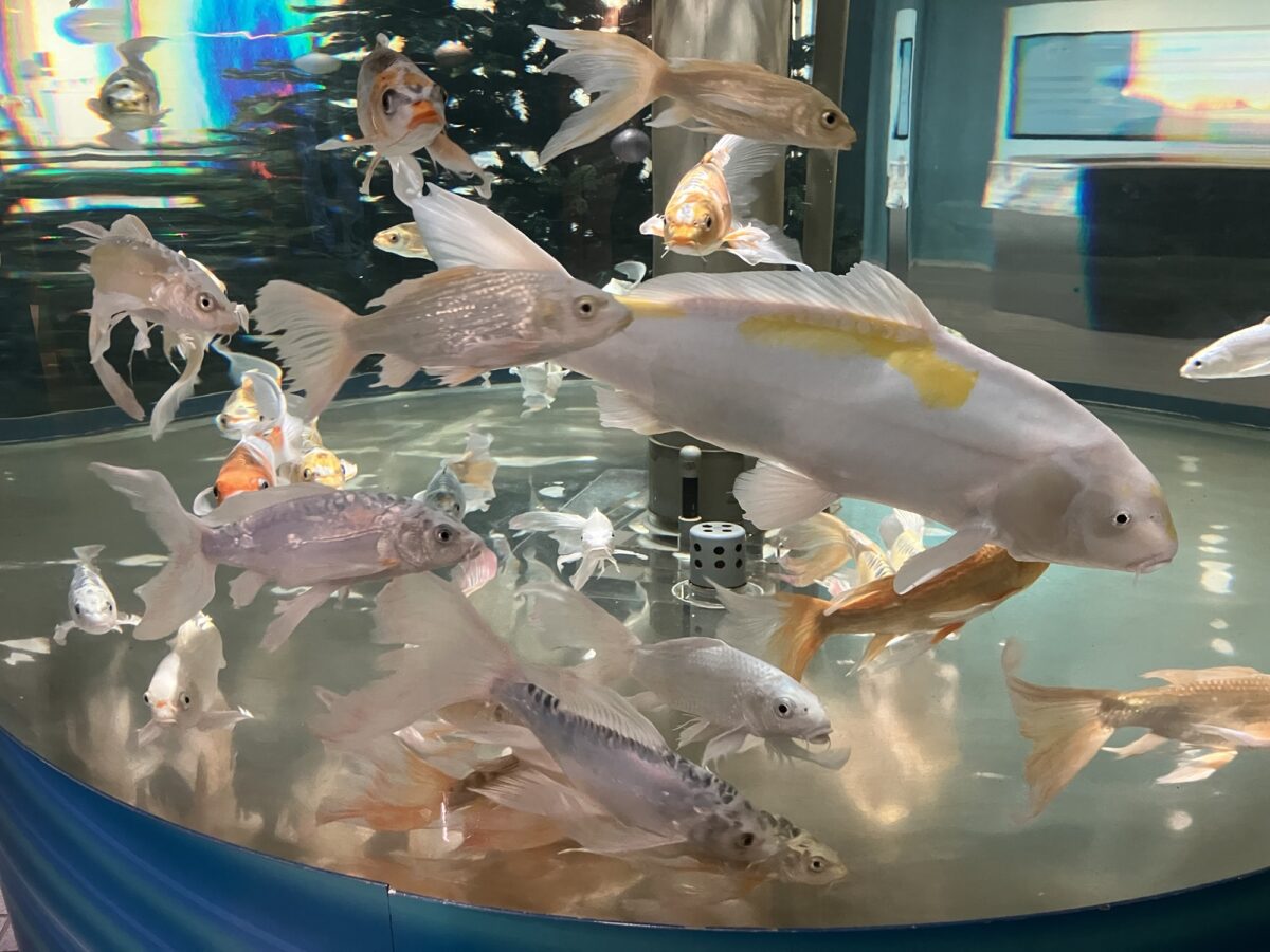 羽生水郷公園（さいたま水族館）の淡水魚