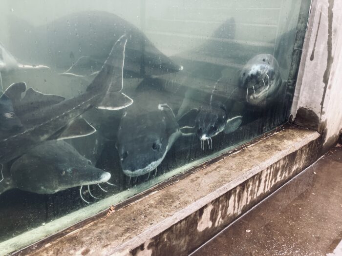 チョウザメに餌やりしてる風景