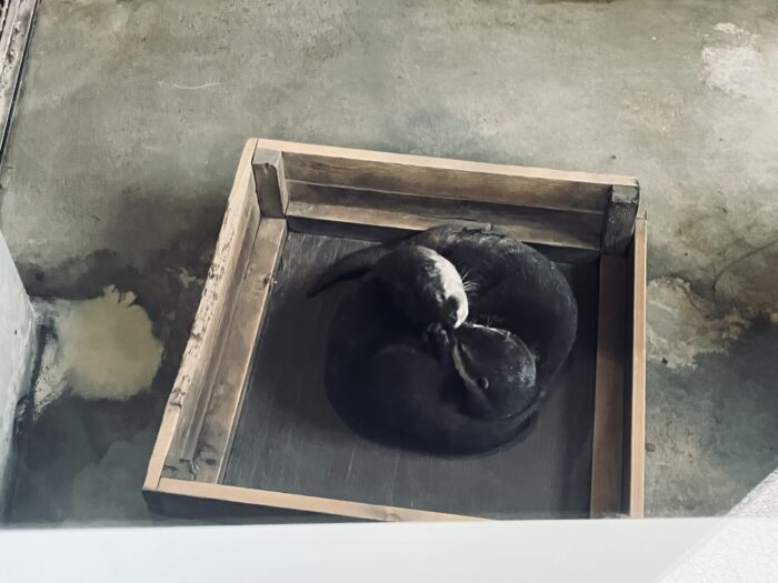 休憩中のカワウソ